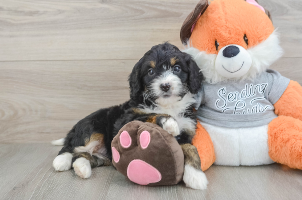 6 week old Mini Bernedoodle Puppy For Sale - Lone Star Pups