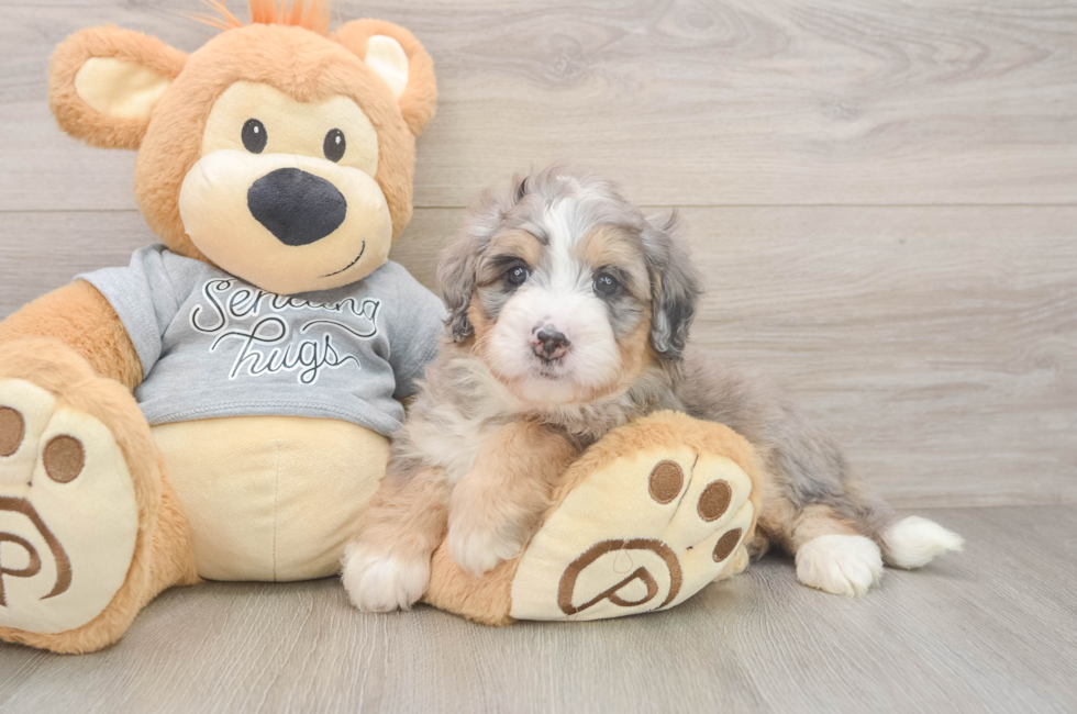 5 week old Mini Bernedoodle Puppy For Sale - Lone Star Pups