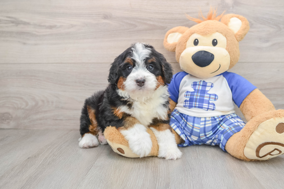 Happy Mini Bernedoodle Baby
