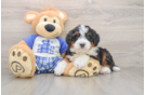 Best Mini Bernedoodle Baby