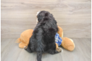 Mini Bernedoodle Puppy for Adoption
