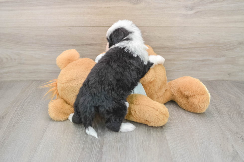 Friendly Mini Bernedoodle Baby