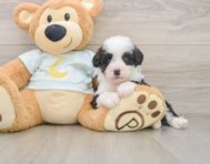 7 week old Mini Bernedoodle Puppy For Sale - Lone Star Pups
