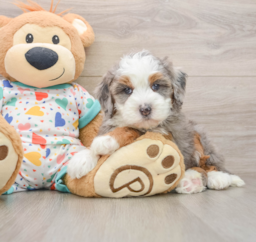 5 week old Mini Bernedoodle Puppy For Sale - Lone Star Pups