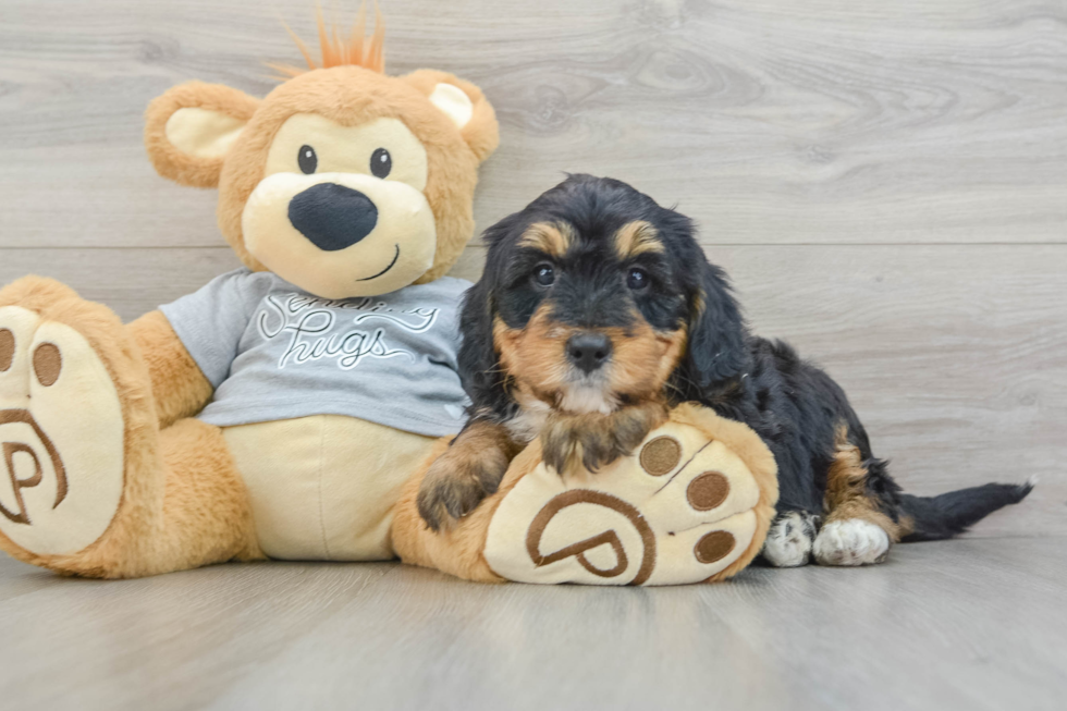 Friendly Mini Bernedoodle Baby