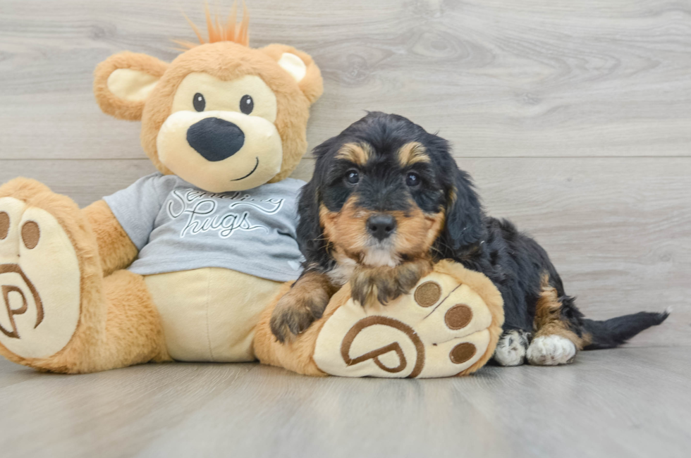 8 week old Mini Bernedoodle Puppy For Sale - Lone Star Pups