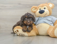 8 week old Mini Bernedoodle Puppy For Sale - Lone Star Pups