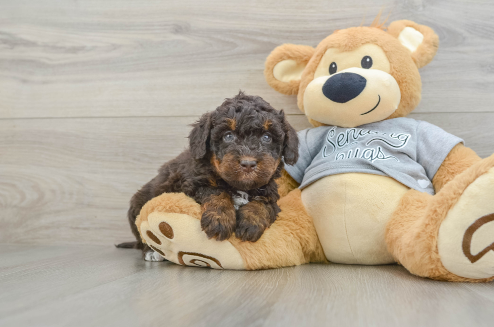 6 week old Mini Bernedoodle Puppy For Sale - Lone Star Pups