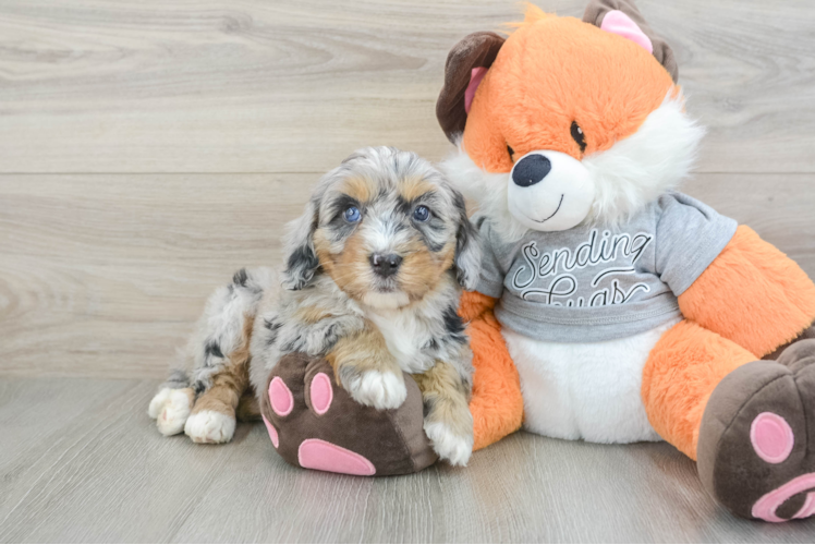 Best Mini Bernedoodle Baby