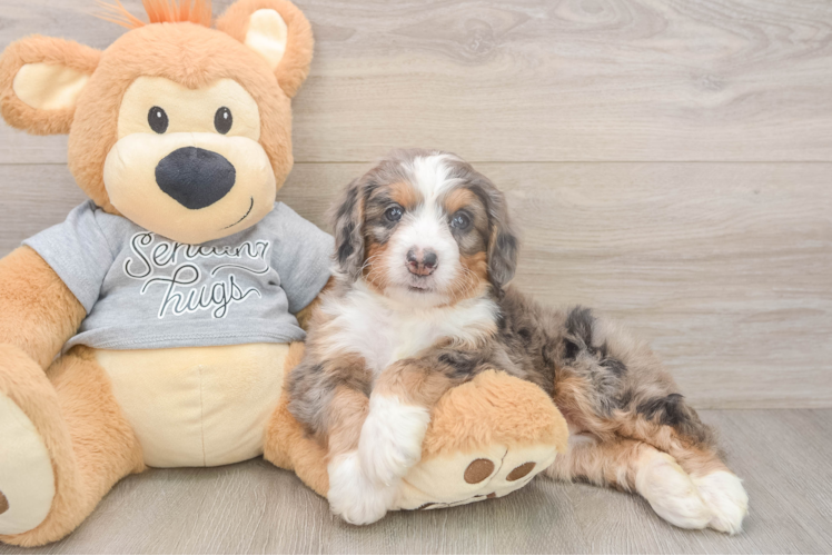Mini Bernedoodle Pup Being Cute