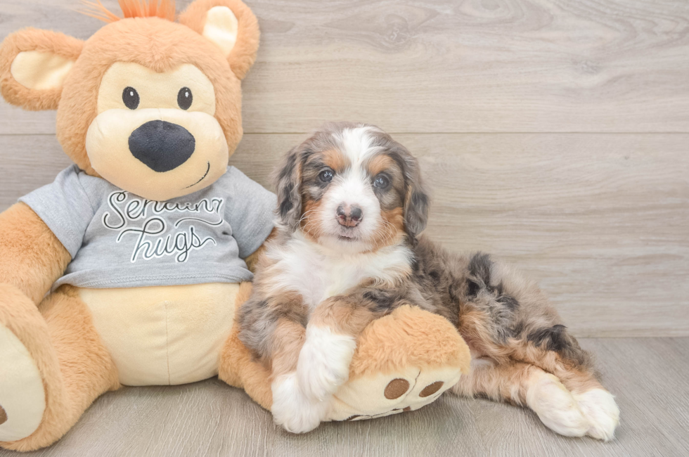 5 week old Mini Bernedoodle Puppy For Sale - Lone Star Pups