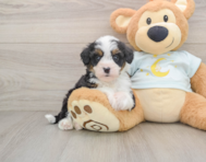 8 week old Mini Bernedoodle Puppy For Sale - Lone Star Pups