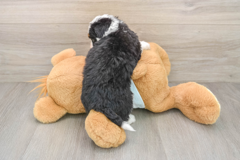 Mini Bernedoodle Puppy for Adoption