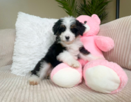 9 week old Mini Bernedoodle Puppy For Sale - Lone Star Pups