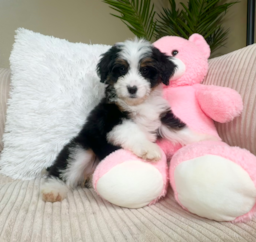 9 week old Mini Bernedoodle Puppy For Sale - Lone Star Pups