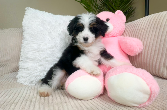 Cute Mini Bernedoodle Baby