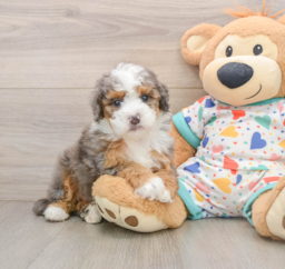 5 week old Mini Bernedoodle Puppy For Sale - Lone Star Pups