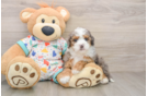 Best Mini Bernedoodle Baby