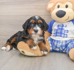 7 week old Mini Bernedoodle Puppy For Sale - Lone Star Pups