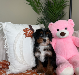 8 week old Mini Bernedoodle Puppy For Sale - Lone Star Pups