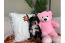 Cute Mini Berniedoodle Poodle Mix Puppy