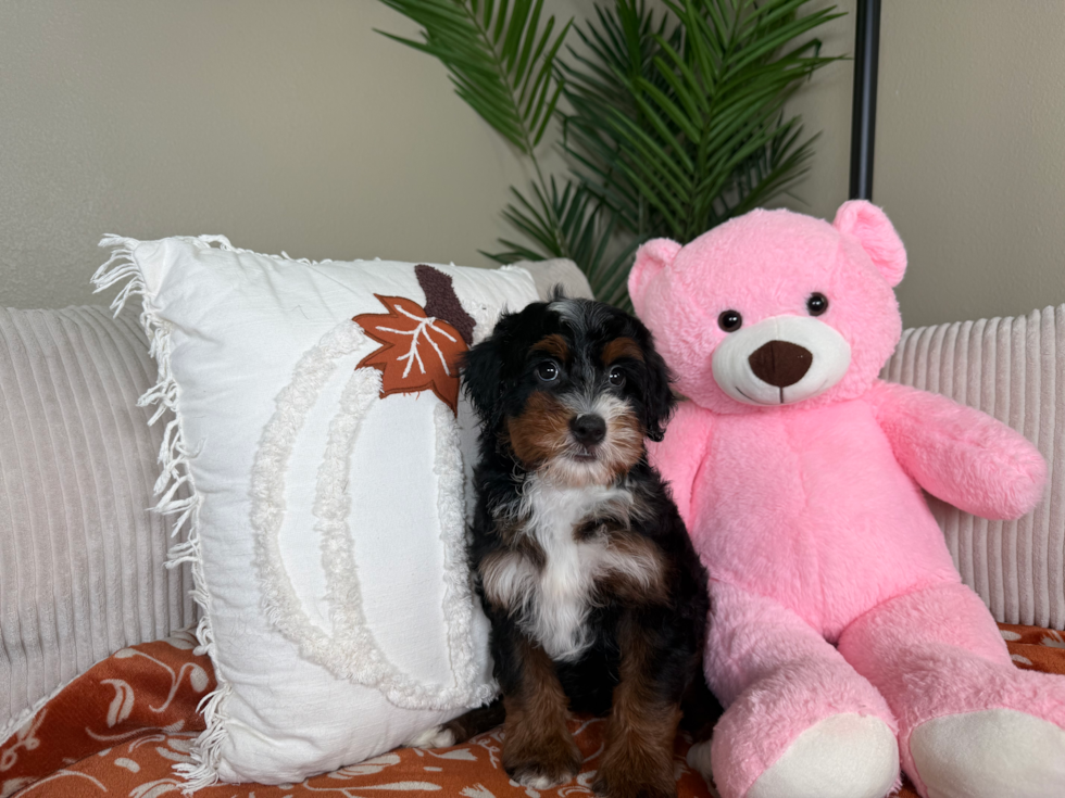 Cute Mini Berniedoodle Poodle Mix Puppy