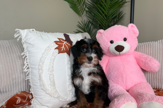 Cute Mini Berniedoodle Poodle Mix Puppy