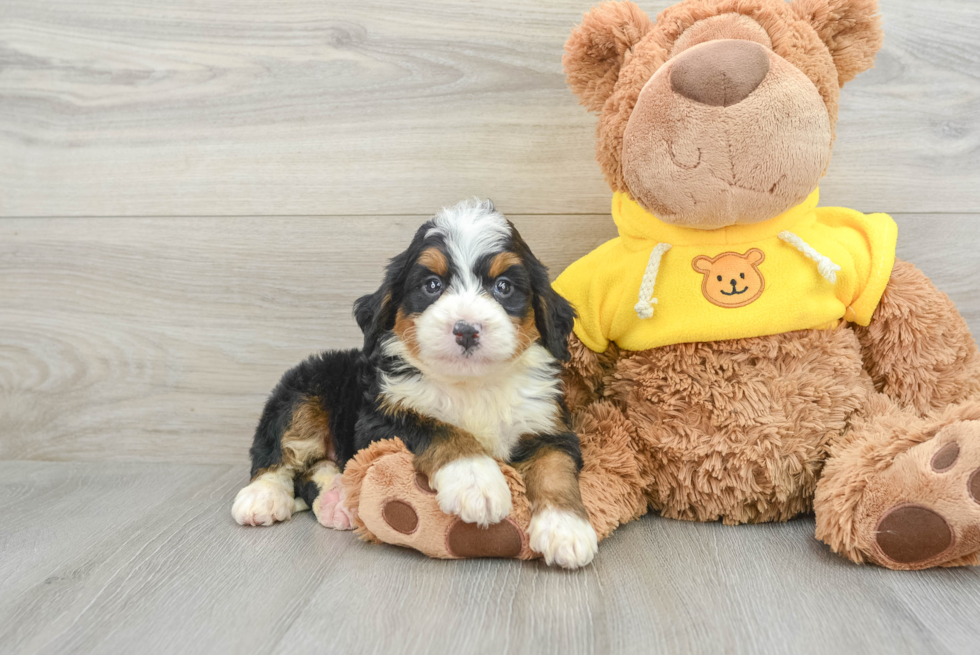 Fluffy Mini Bernedoodle Poodle Mix Pup