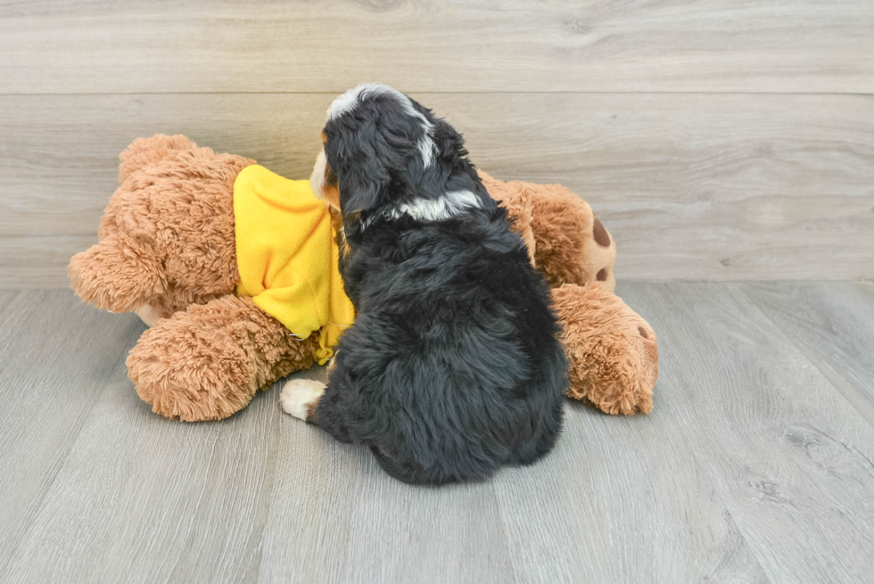 Best Mini Bernedoodle Baby