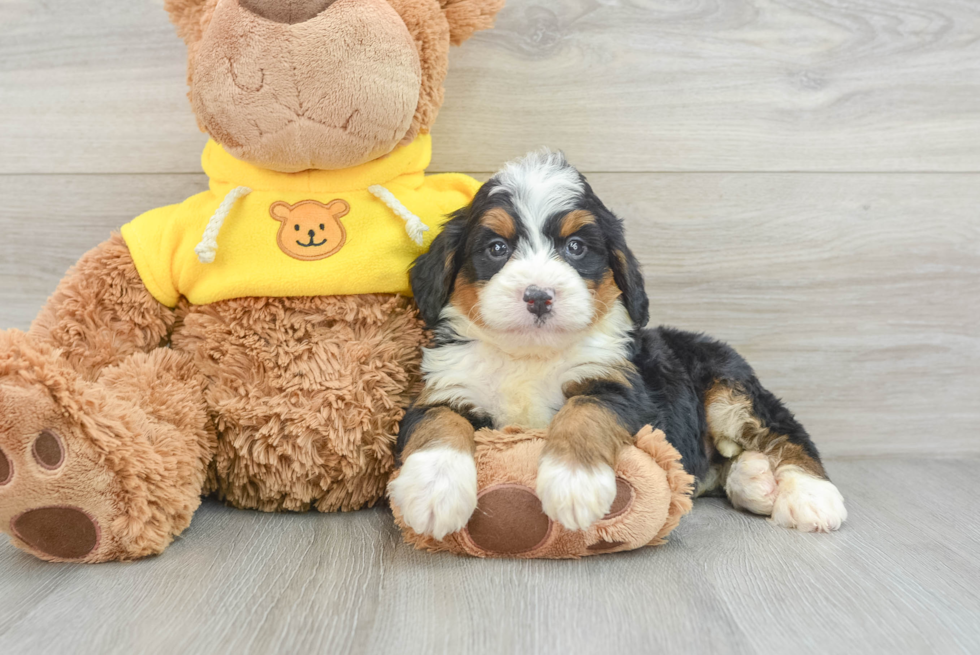 Mini Bernedoodle Puppy for Adoption