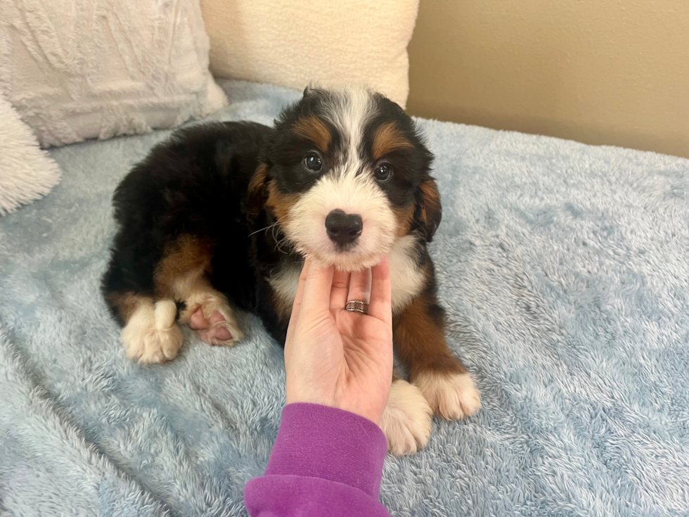 Best Mini Bernedoodle Baby