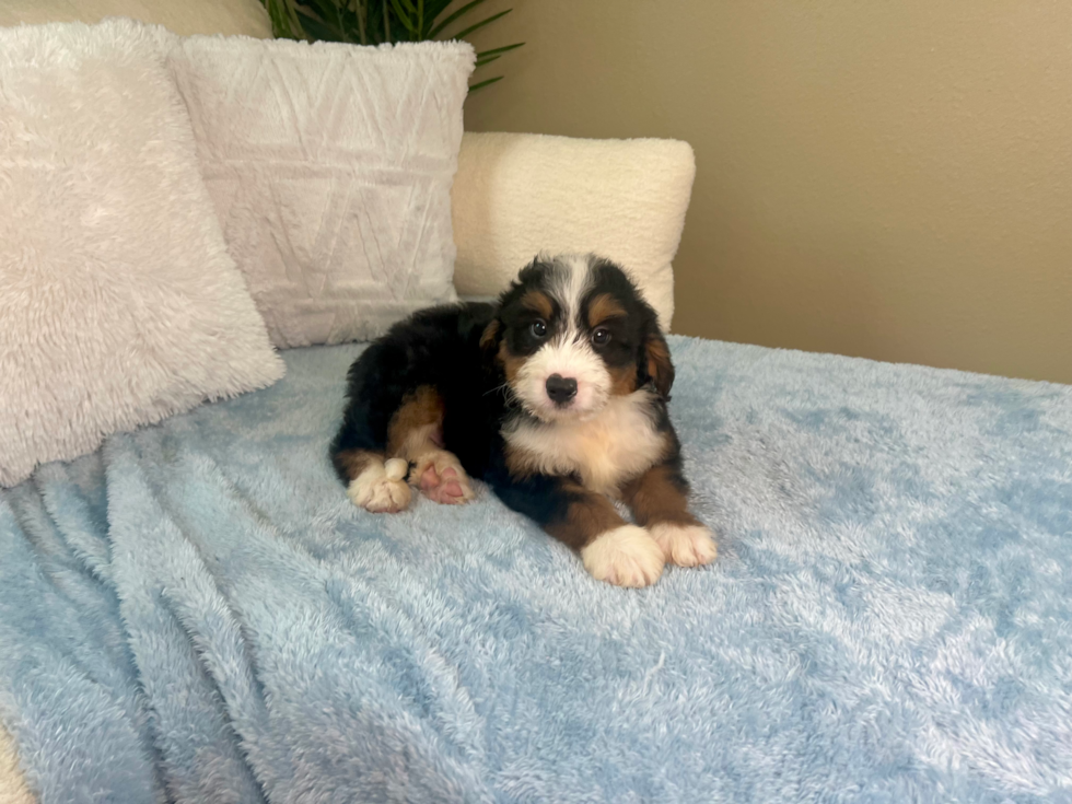 Cute Mini Bernedoodle Poodle Mix Pup