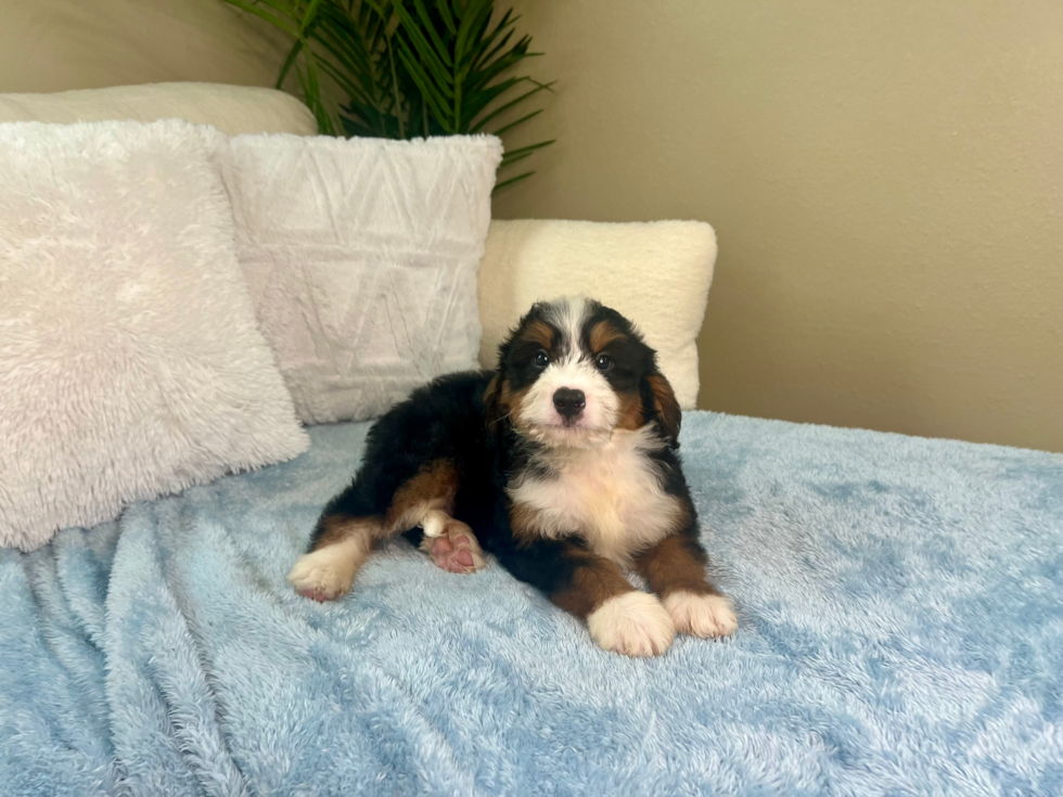 Best Mini Bernedoodle Baby