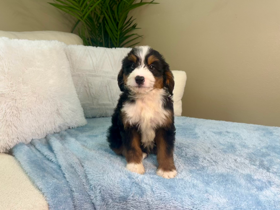 Cute Mini Bernesedoodle Poodle Mix Puppy