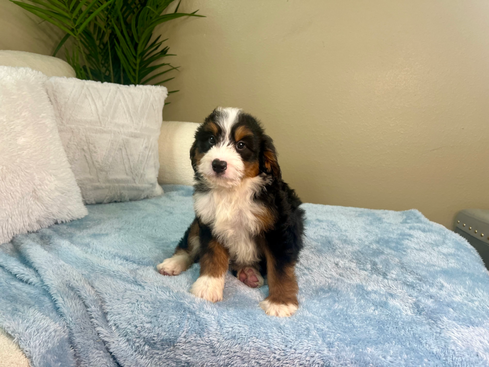 Mini Bernedoodle Puppy for Adoption