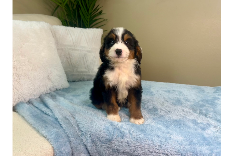 Best Mini Bernedoodle Baby