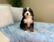 9 week old Mini Bernedoodle Puppy For Sale - Lone Star Pups