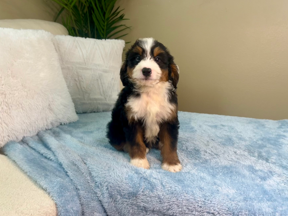 Best Mini Bernedoodle Baby