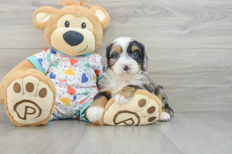 7 week old Mini Bernedoodle Puppy For Sale - Lone Star Pups