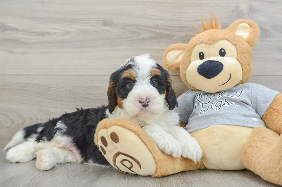 8 week old Mini Bernedoodle Puppy For Sale - Lone Star Pups