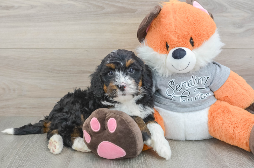 6 week old Mini Bernedoodle Puppy For Sale - Lone Star Pups