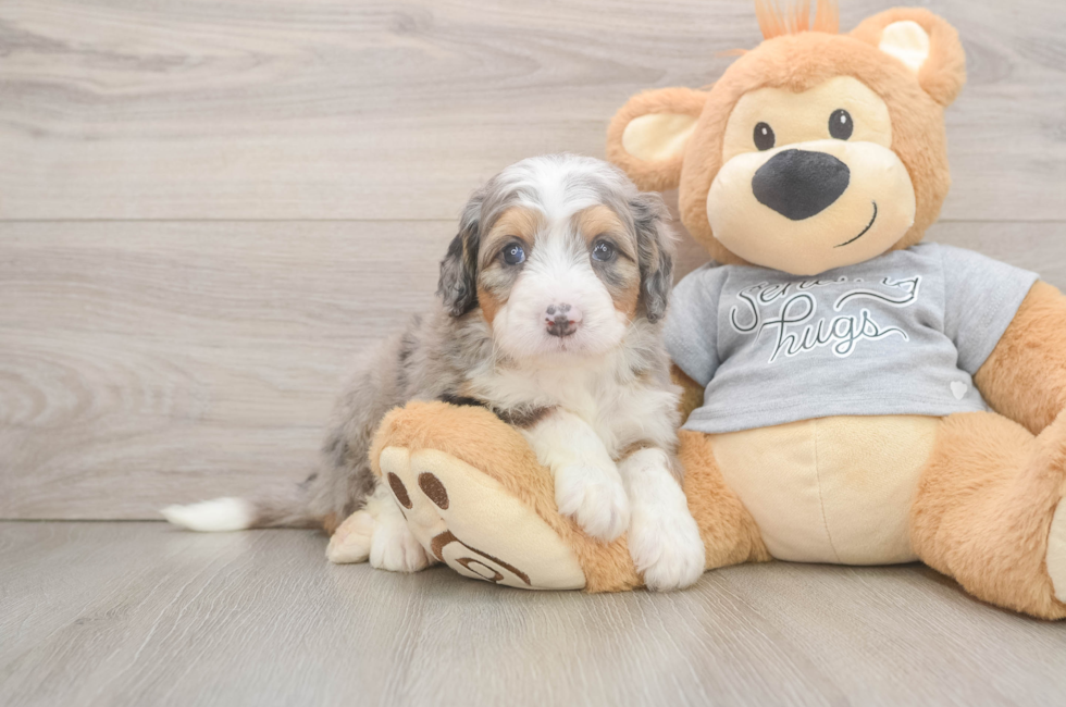 5 week old Mini Bernedoodle Puppy For Sale - Lone Star Pups