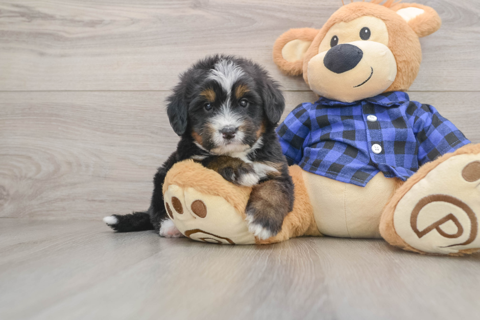 Mini Bernedoodle Puppy for Adoption