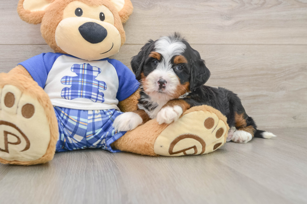 Best Mini Bernedoodle Baby
