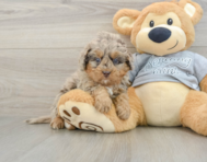 8 week old Mini Bernedoodle Puppy For Sale - Lone Star Pups