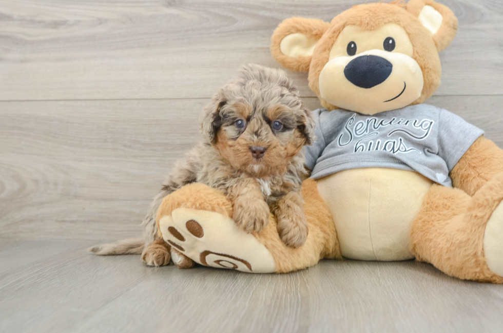 6 week old Mini Bernedoodle Puppy For Sale - Lone Star Pups