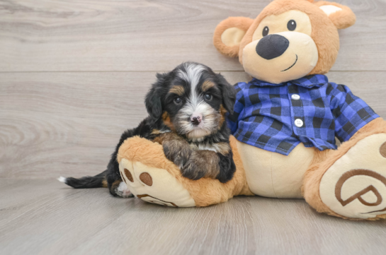 Energetic Mini Bernesedoodle Poodle Mix Puppy
