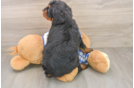 Mini Bernedoodle Pup Being Cute