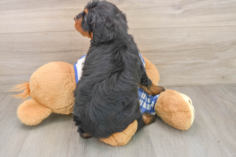 Mini Bernedoodle Pup Being Cute