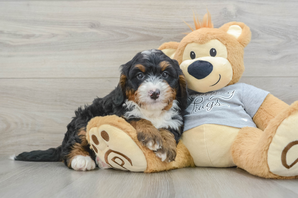 Best Mini Bernedoodle Baby